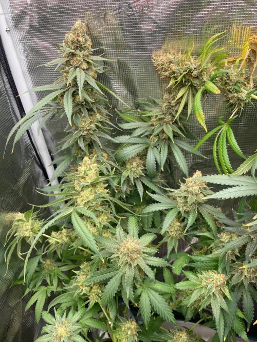 San Fernando lemon kush. Week 18