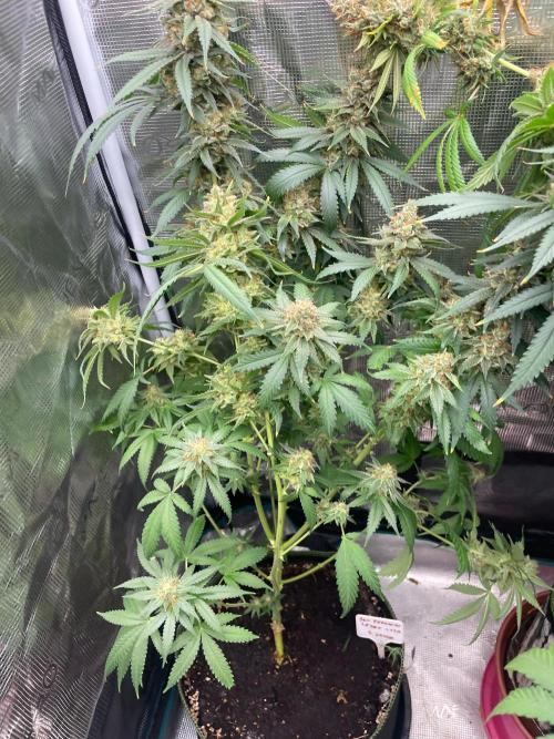San Fernando Lemon Kush®. Week 18