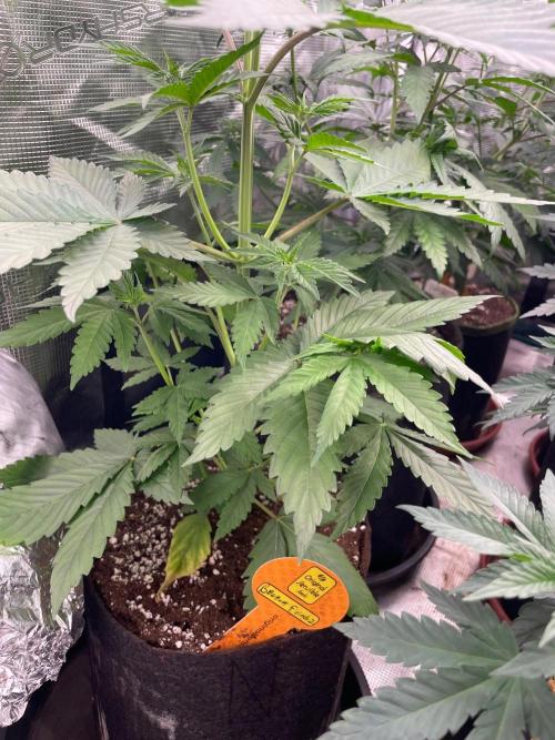 Banana 🍌 Fumes. Week 5