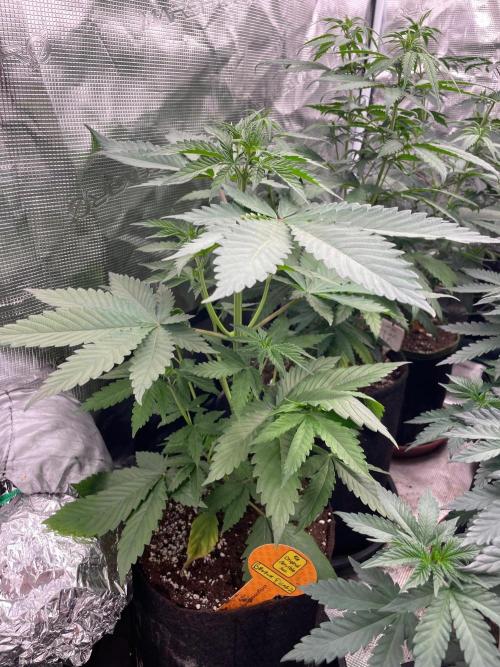 Banana 🍌 Fumes. Week 5