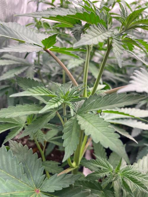 Banana 🍌 Fumes. Week 5