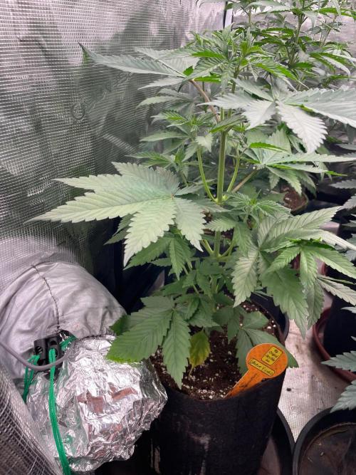 Banana 🍌 Fumes. Week 5