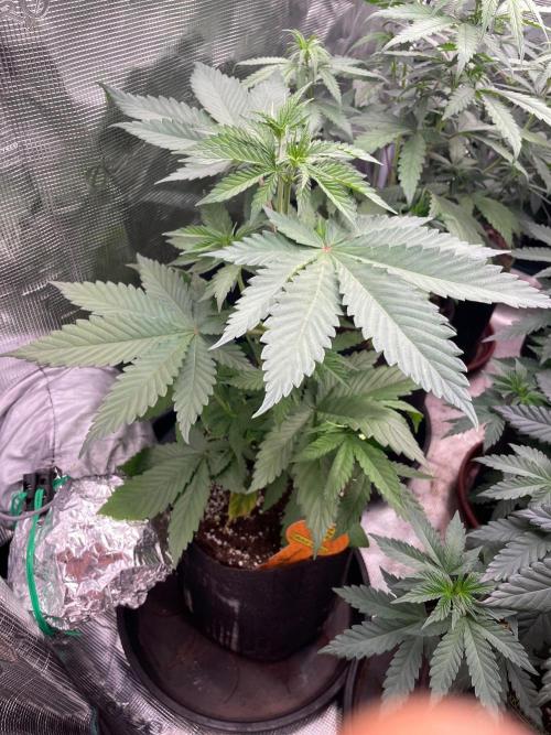 Banana 🍌 Fumes. Week 5