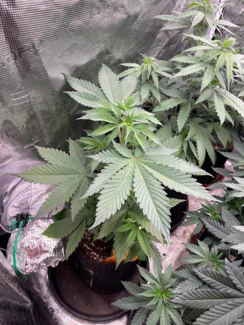 Banana 🍌 Fumes. Week 5