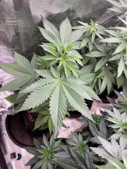 Banana 🍌 Fumes. Week 5