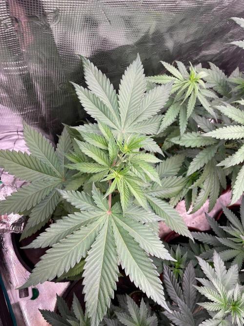 Banana Fumes. Week 5