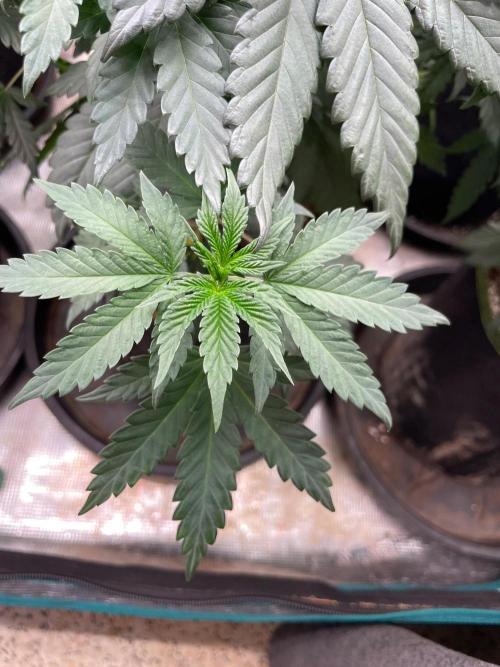 Biscotti Gelato. Week 6