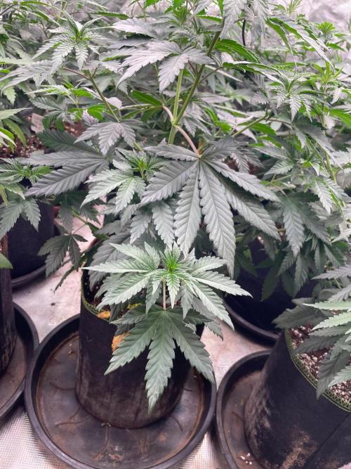 Biscotti Gelato. Week 6