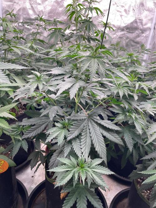 Biscotti Gelato. Week 6