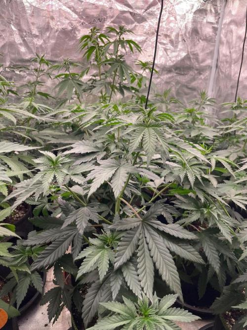 Biscotti Gelato. Week 6