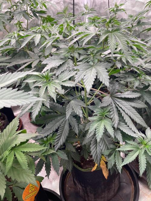 Biscotti Gelato. Week 6
