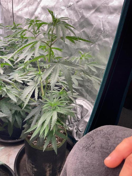 CCG SS Project Purple Panties. Week 6