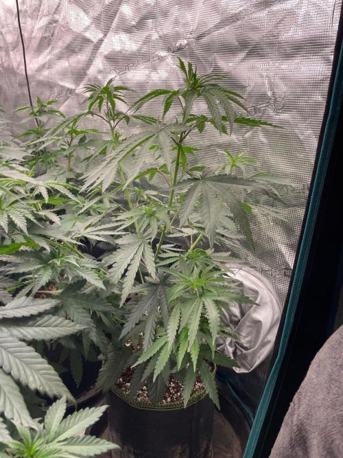 CCG SS Project Purple Panties. Week 6