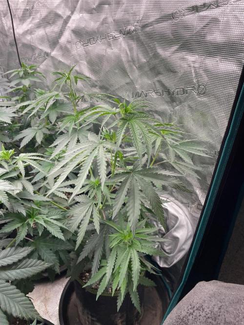 CCG SS Project Purple Panties. Week 6
