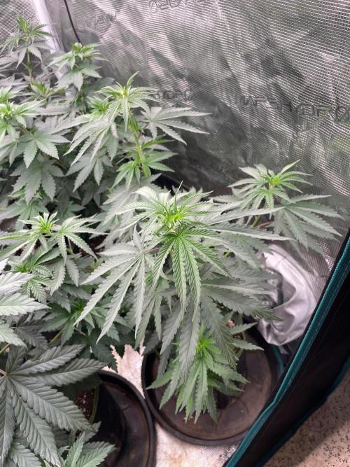 CCG SS Project Purple Panties. Week 6