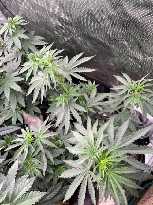 CCG SS Project Purple Panties. Week 6
