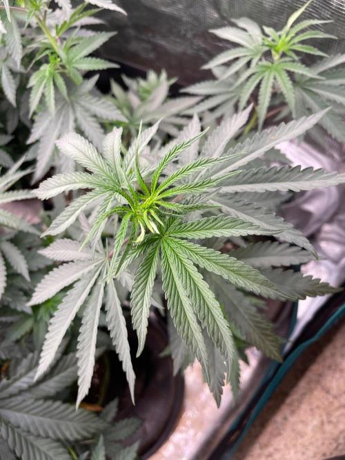 CCG SS Project Purple Panties. Week 6