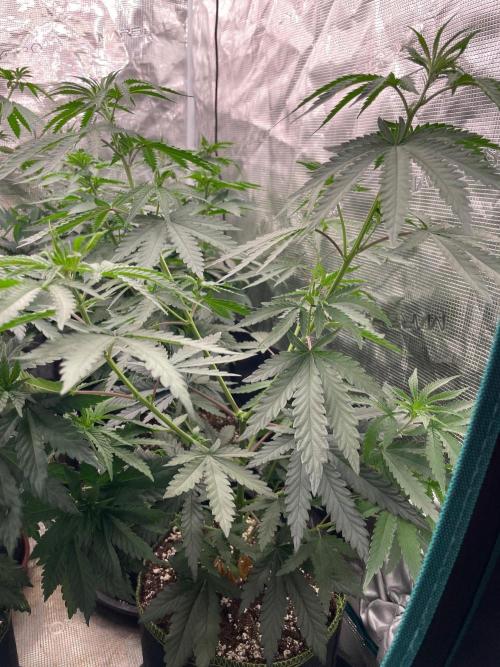 CCG SS Project Purple Panties. Week 6