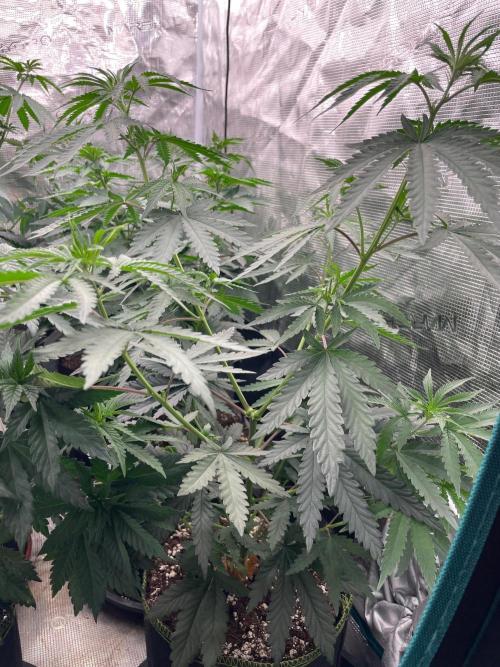 CCG SS Project Purple Panties. Week 6