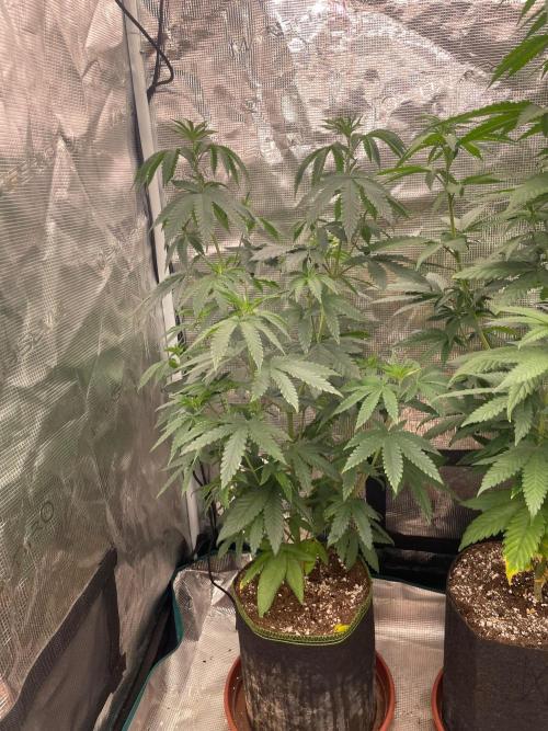 CCG SS project Sour Sherb. Week 7