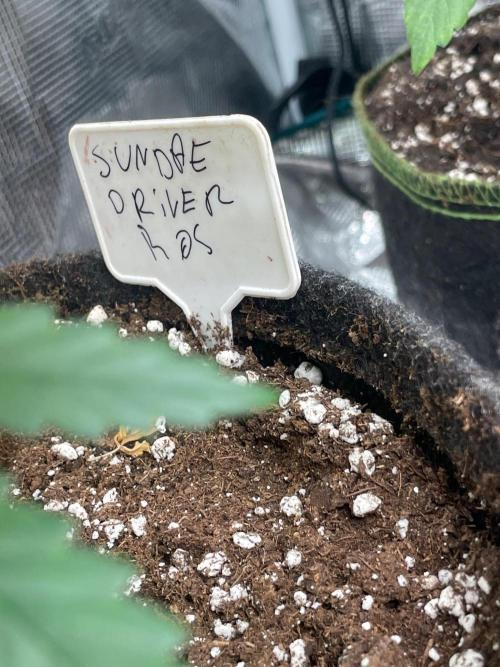 Sundae Driver. Week 7