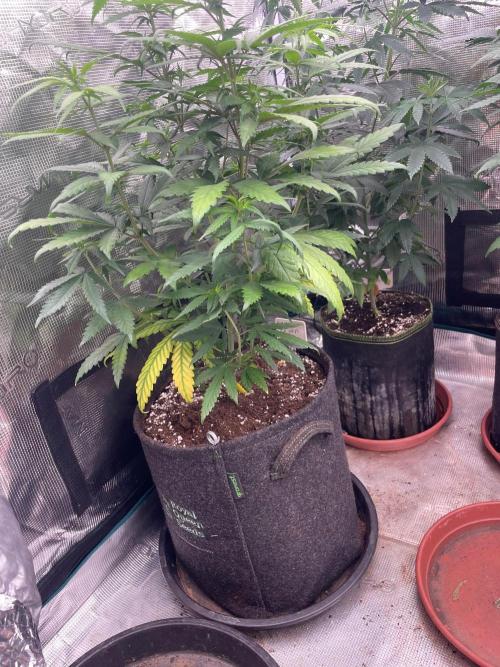 Sundae Driver. Week 7
