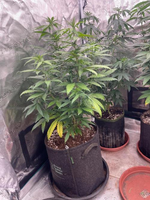 Sundae Driver. Week 7