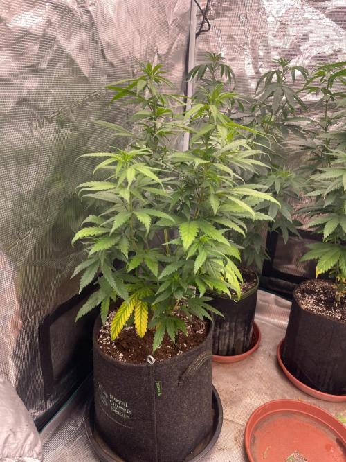 Sundae Driver. Week 7