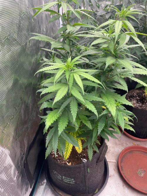 Sundae Driver. Week 7