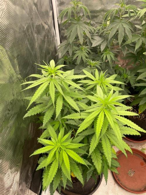 Sundae Driver. Week 7