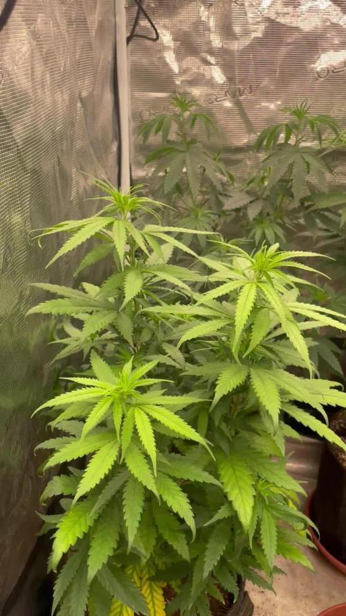 Sundae Driver