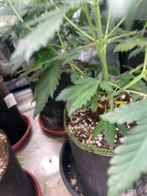 Biscotti Gelato. Week 7
