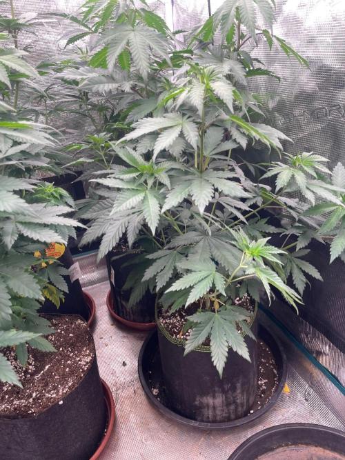 Biscotti Gelato. Week 7