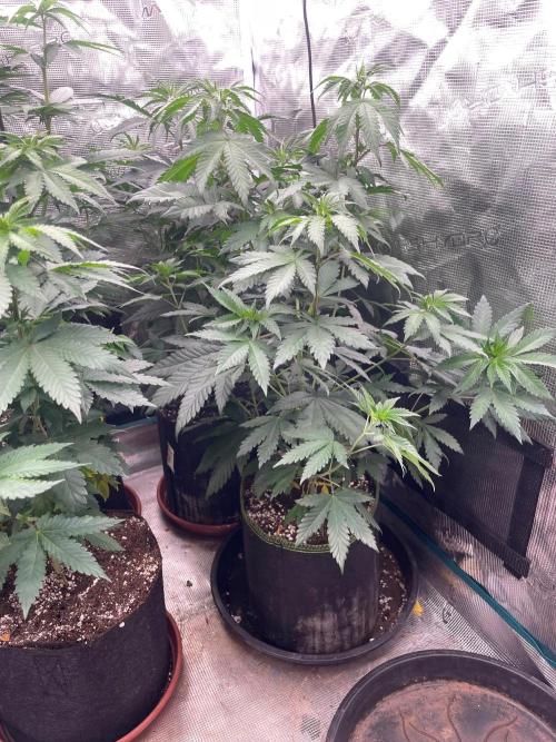 Biscotti Gelato. Week 7