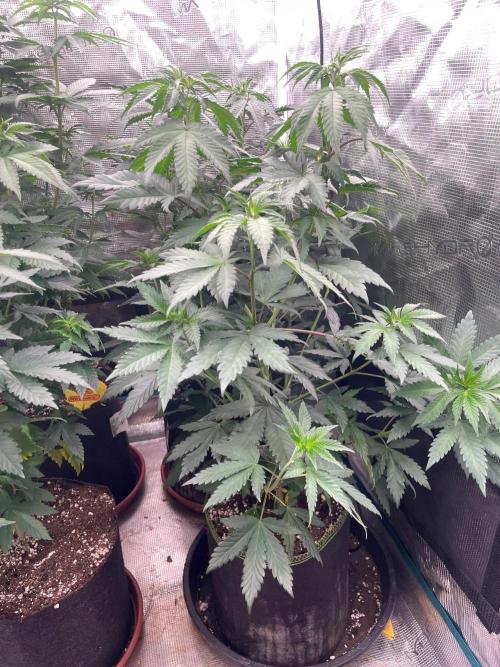 Biscotti Gelato. Week 7