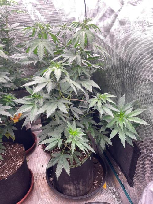 Biscotti Gelato. Week 7
