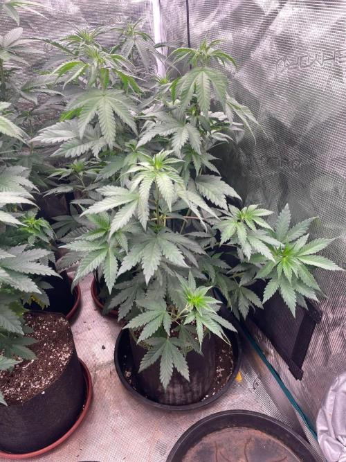 Biscotti Gelato. Week 7