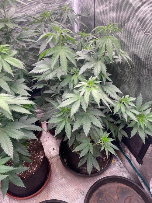 Biscotti Gelato. Week 7