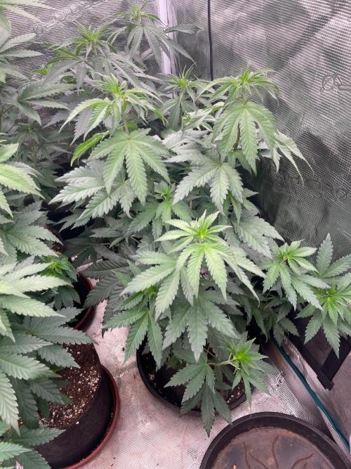 Biscotti Gelato. Week 7
