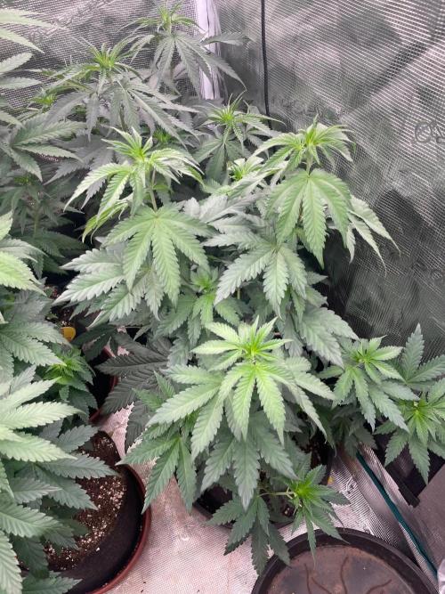 Biscotti Gelato. Week 7