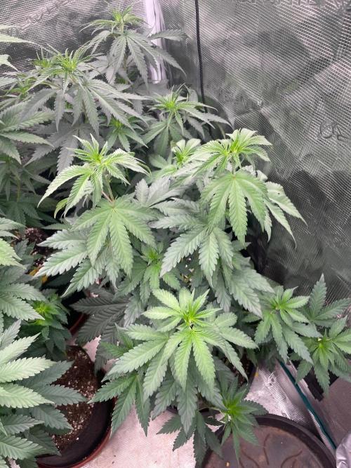 Biscotti Gelato. Week 7