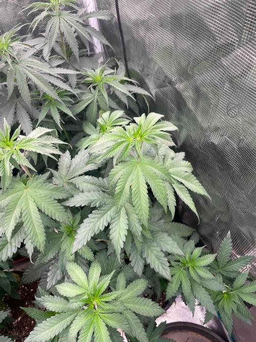Biscotti Gelato. Week 7