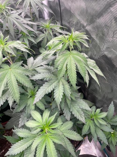 Biscotti Gelato. Week 7