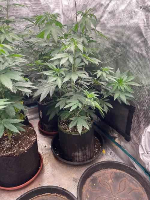 Biscotti Gelato. Week 7