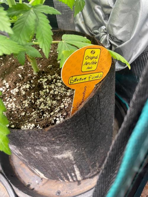 Banana 🍌 Fumes. Week 6