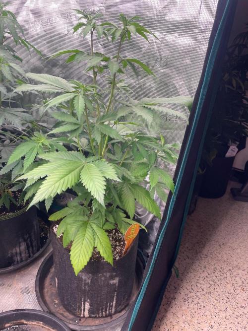 Banana 🍌 Fumes. Week 6