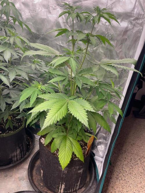 Banana 🍌 Fumes. Week 6