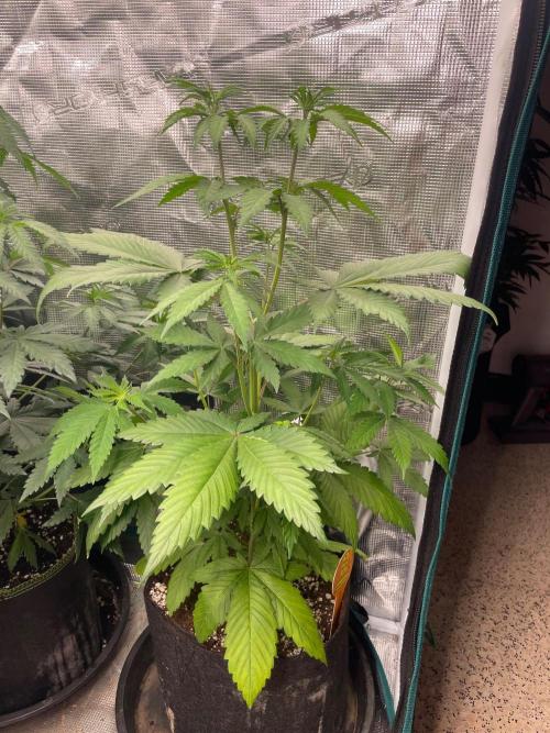 Banana 🍌 Fumes. Week 6