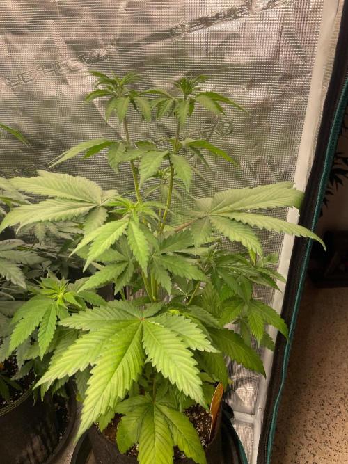 Banana 🍌 Fumes. Week 6