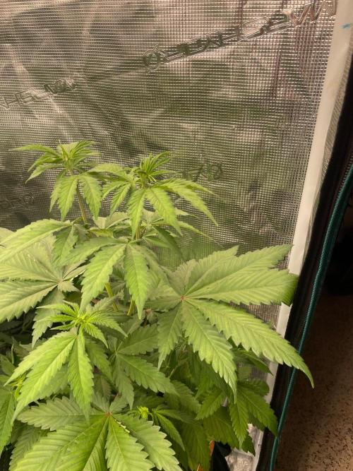 Banana 🍌 Fumes. Week 6